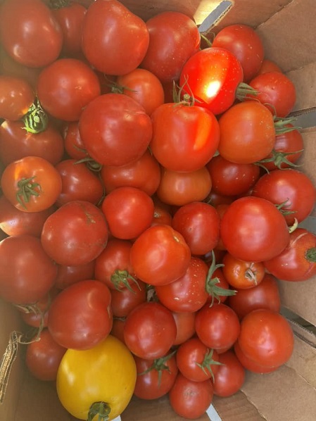 red maters ut sep.jpg